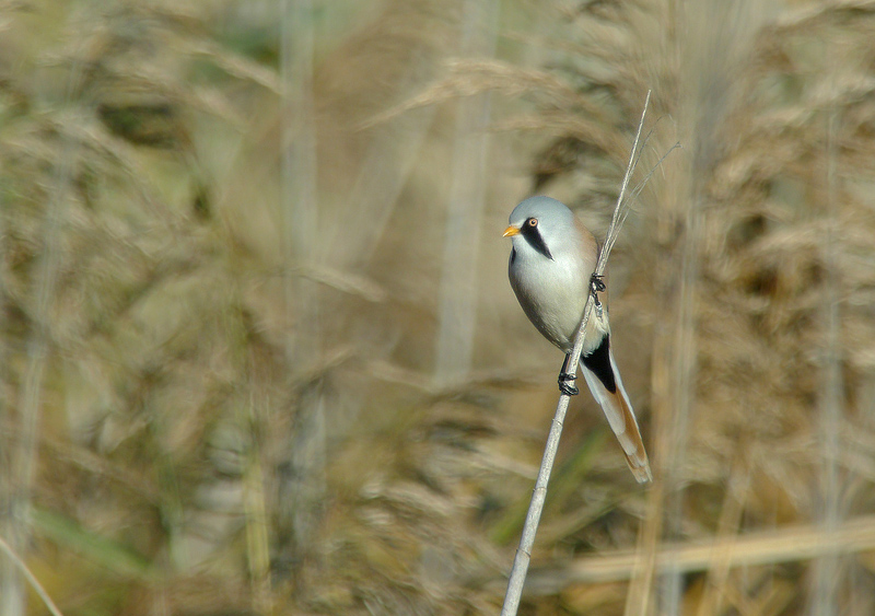 Basettino in Digiscoping